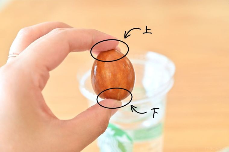 アボカドの種を手に持っている