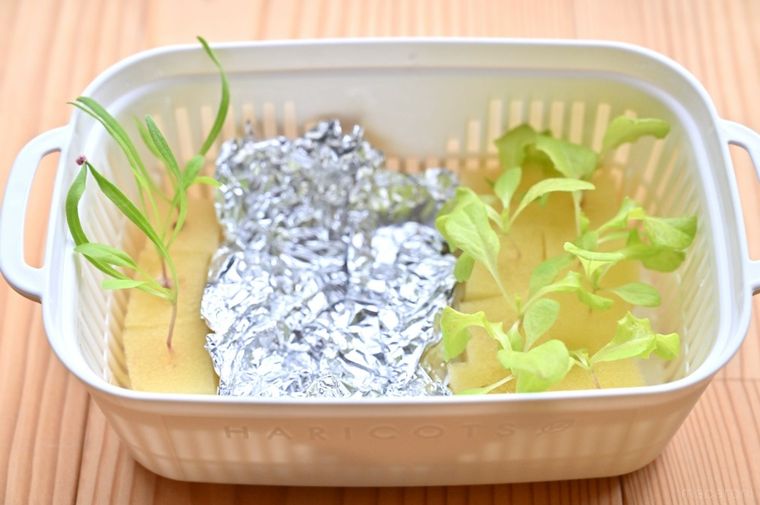 水耕栽培中のほうれん草とサニーレタス