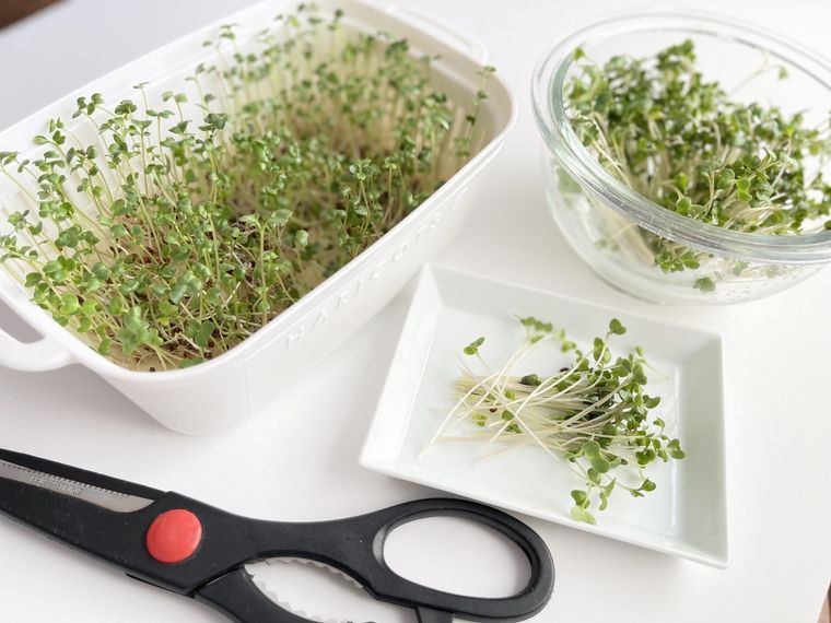 ブロッコリースプラウトの栽培キットと収穫したもの