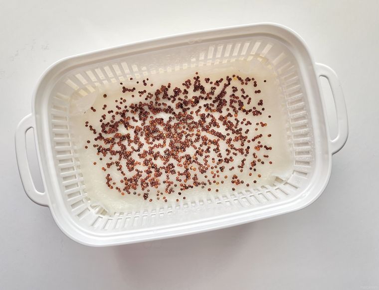 豆苗プランターにブロッコリースプラウトの種をまいている