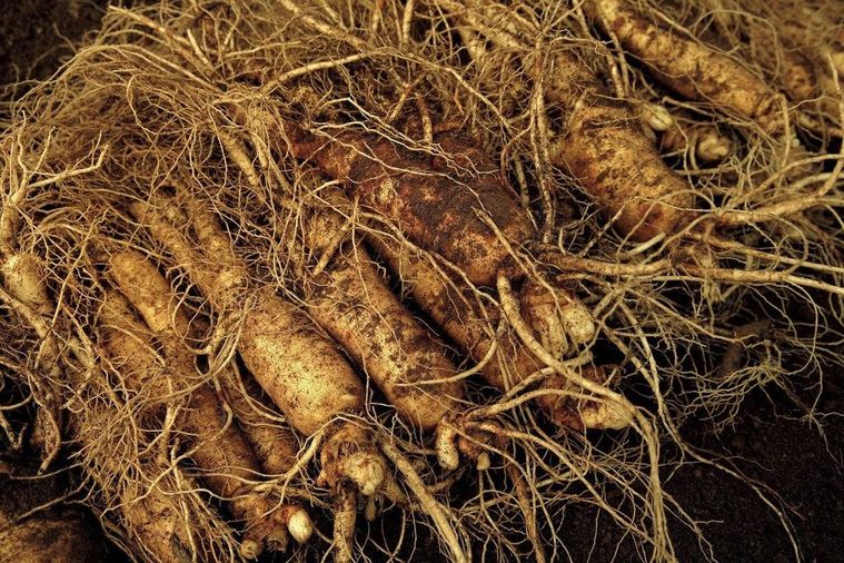 3. 厳選された漢方由来の原材料4