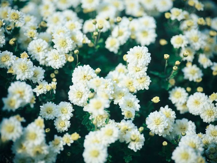 3. 厳選された漢方由来の原材料3