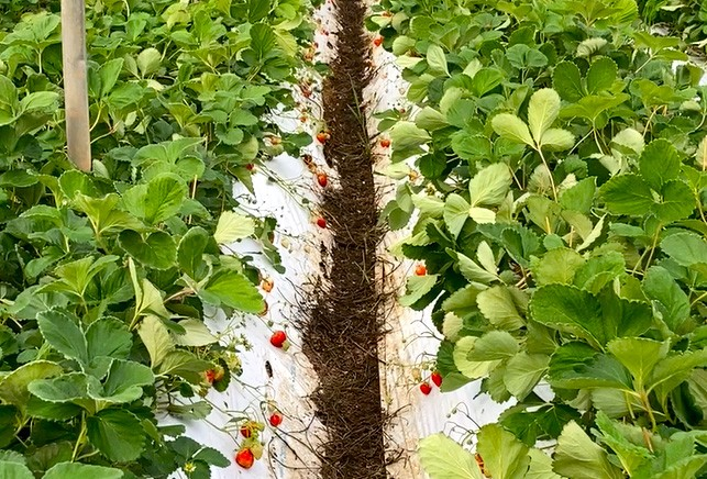 なごりフルーツ