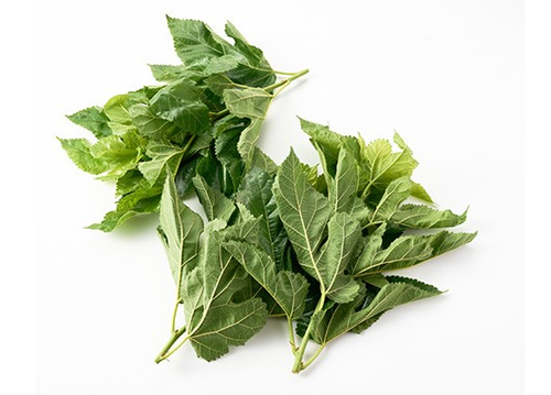 8月31日は野菜の日】Oisixが発表！2026年注目の「ベジフルネクスト