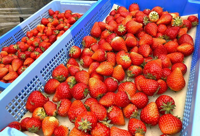 なごりフルーツ