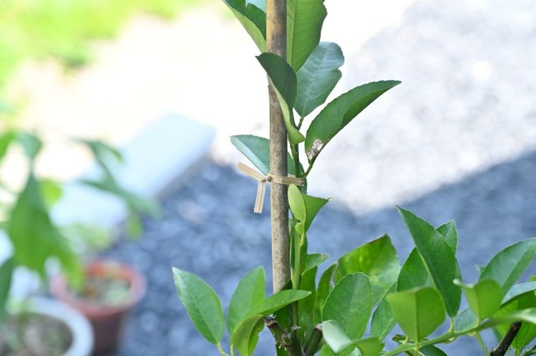 ビニタイを使って植物を誘引している