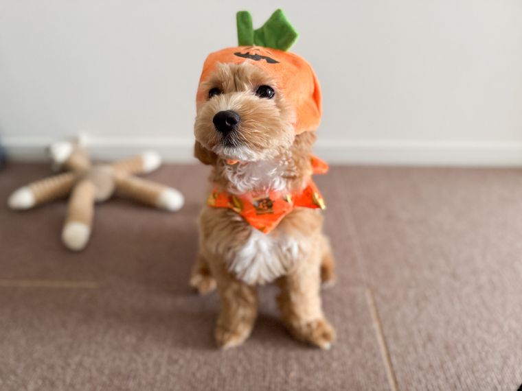 ダイソーのハロウィン仮装をした犬