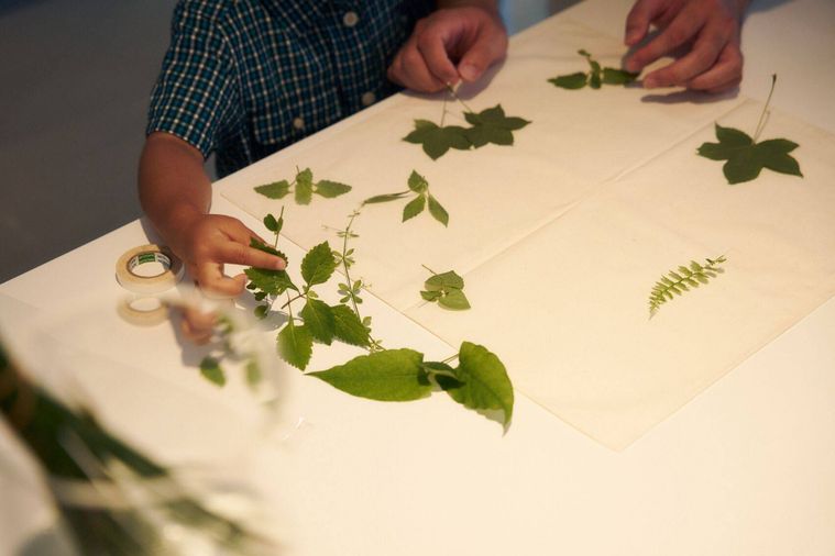 葉っぱの押し花