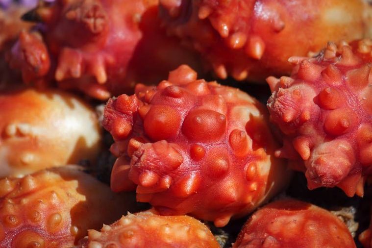 いくつも並べられたホヤ