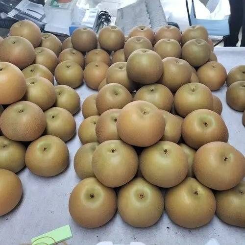 3. あきづき梨 2箱セット