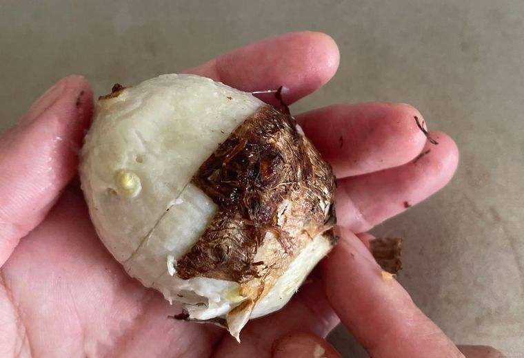 皮がなかなか剥けない里芋を手で持っている