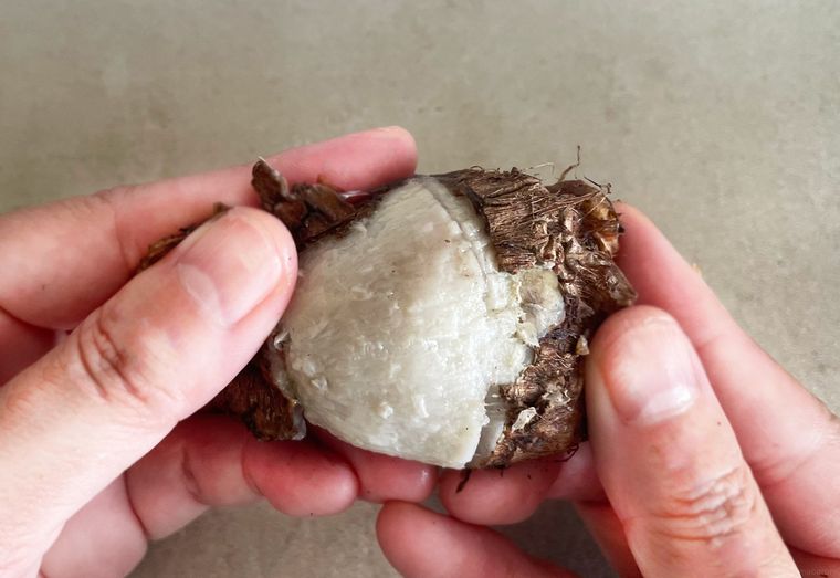 里芋の皮を手で剥いている写真