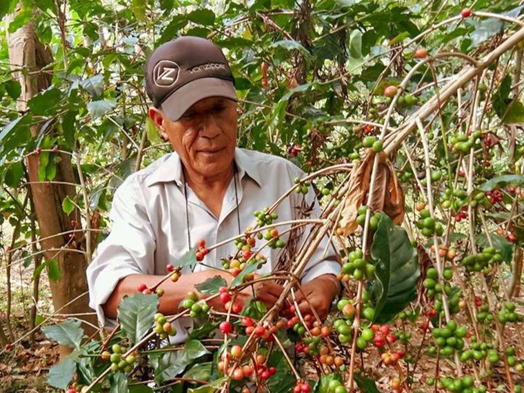 コーヒーチェリーを収穫する農家