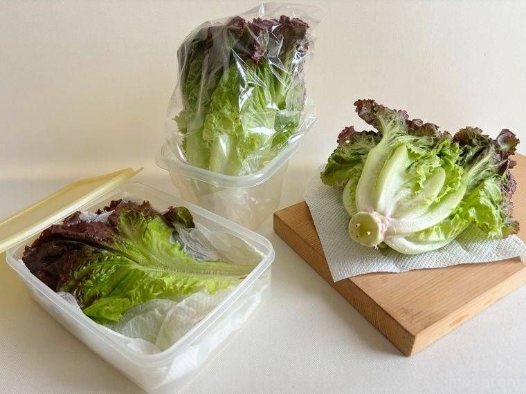 サニーレタスを保存している様子