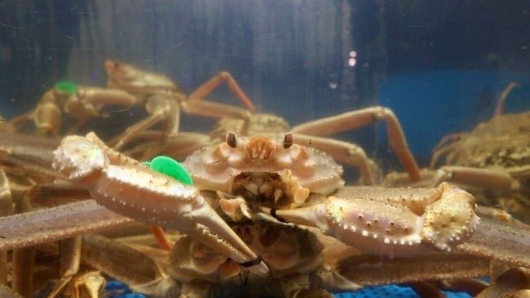 2. 活カニならではの味わいと品質へのこだわり