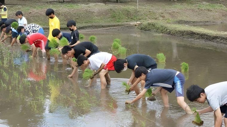 お米のまきの稲作体験福袋船橋店