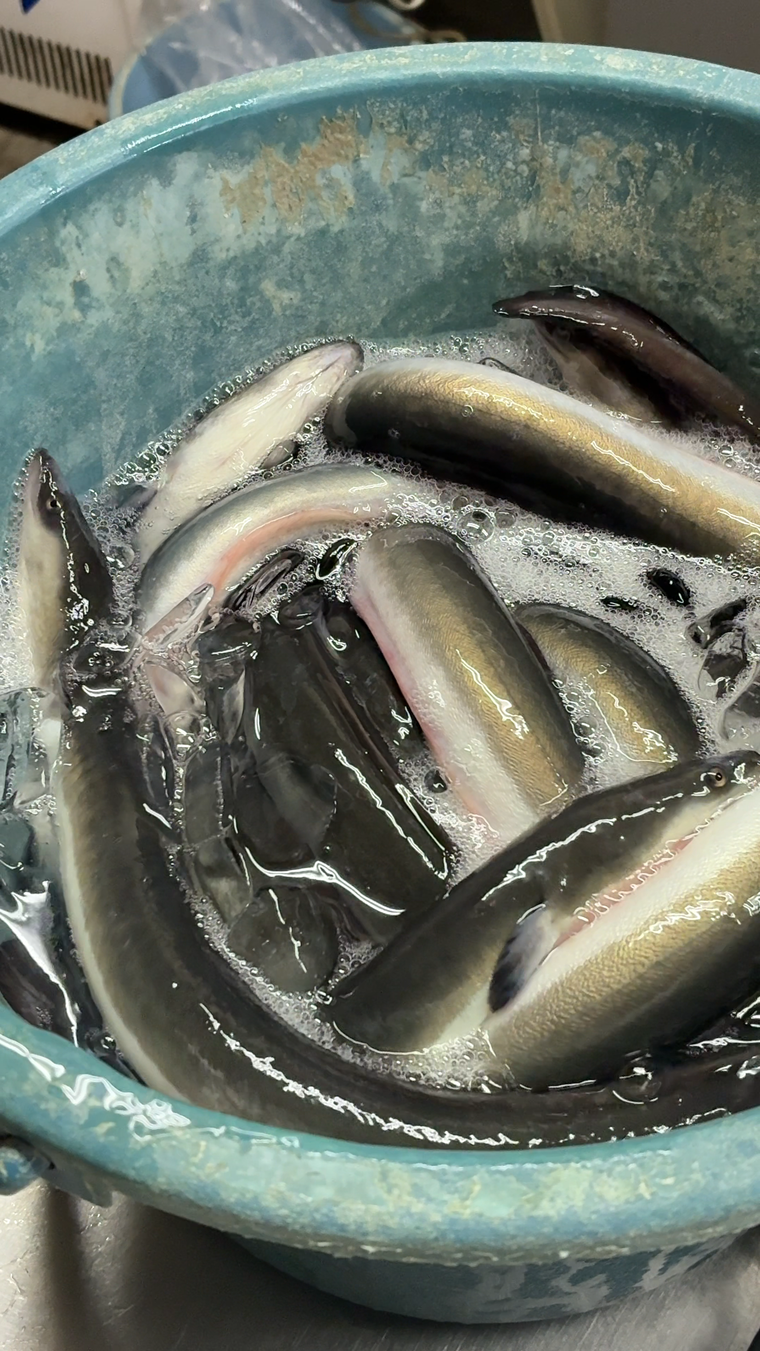 宮崎県産うなぎ