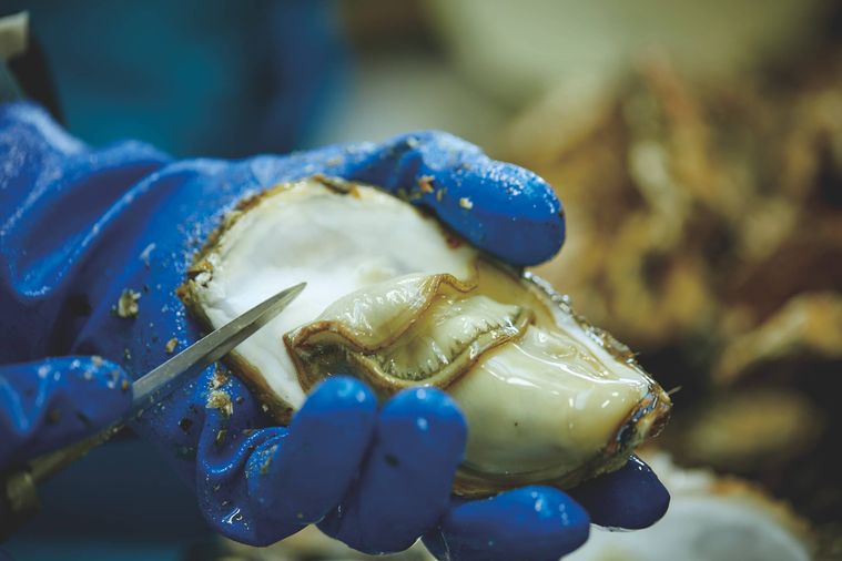 カキを殻から取り外している様子