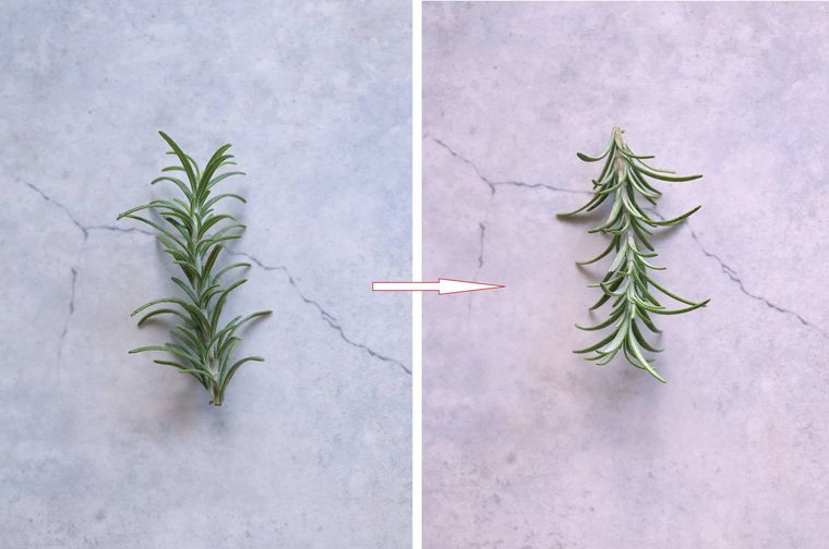 ローズマリーの上下を逆にする様子