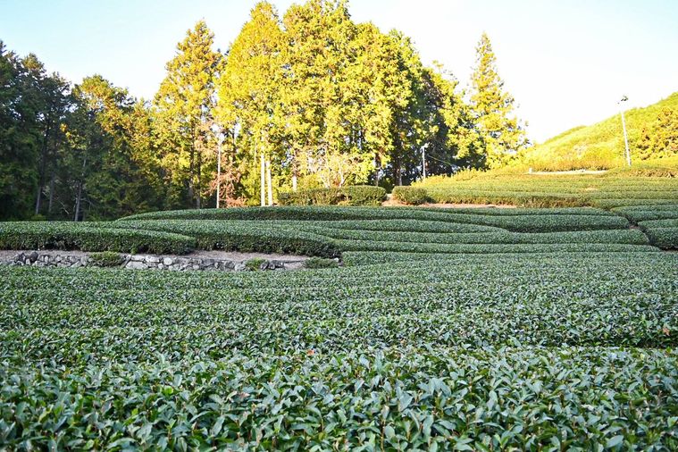 茶畑