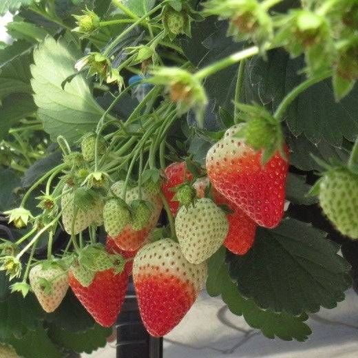 先進の栽培施設で育てた高品質いちご