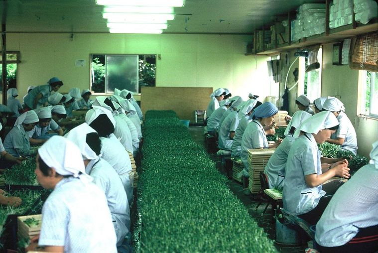 1. シェアNo.1企業から一転、倒産の危機