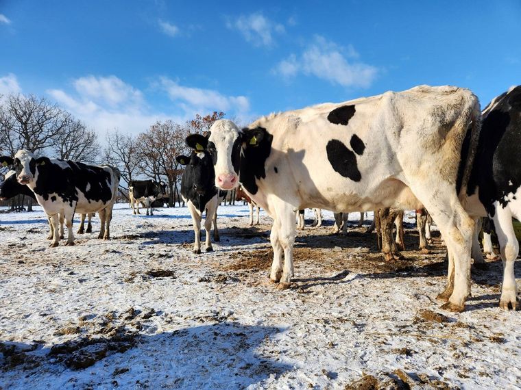 おいしさのこだわり放牧牛乳
