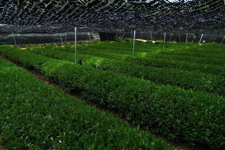 Venchi初の日本限定フレーバー抹茶登場2