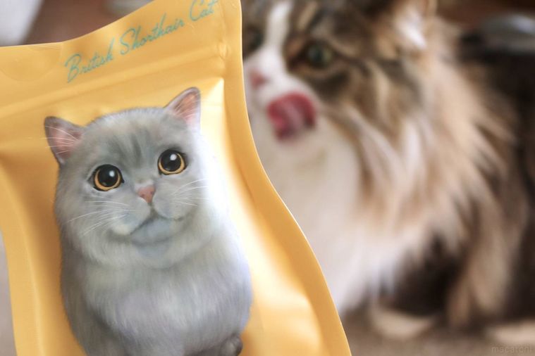 キャットミニパック チョコレート