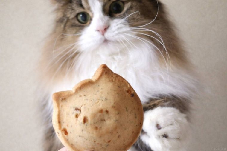 オレンジと紅茶のスコーンと猫