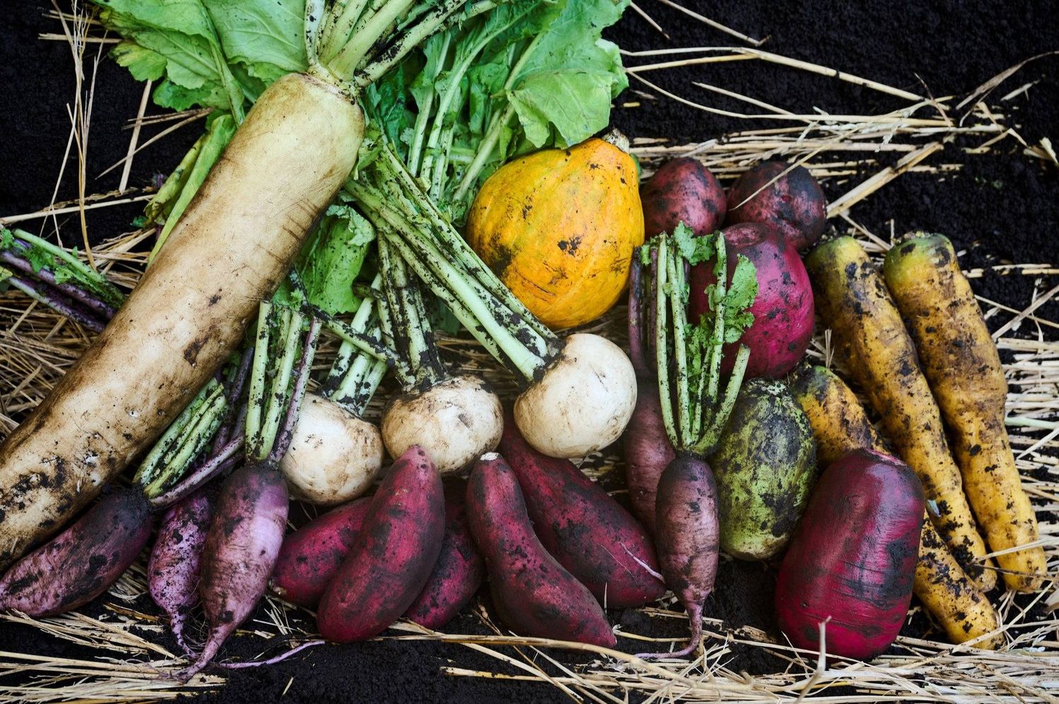 1. 冬限定土中貯蔵野菜の収穫体験