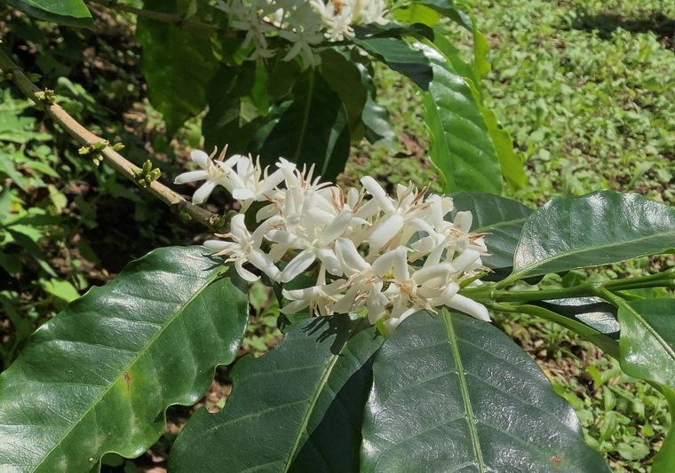 コーヒーの白い花