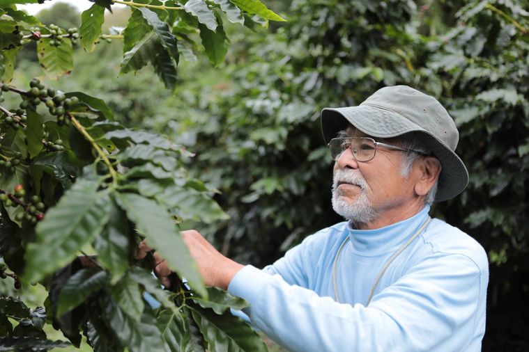 コーヒー豆を栽培する𠮷玉誠一さん