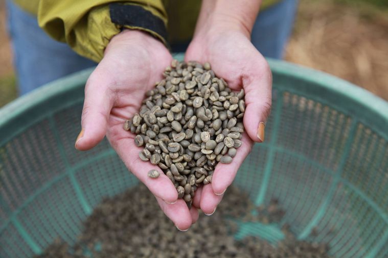 焙煎前のコーヒー豆を手のひらにのせている