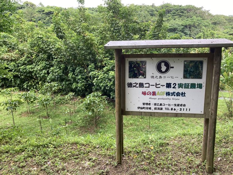 徳之島のコーヒー畑