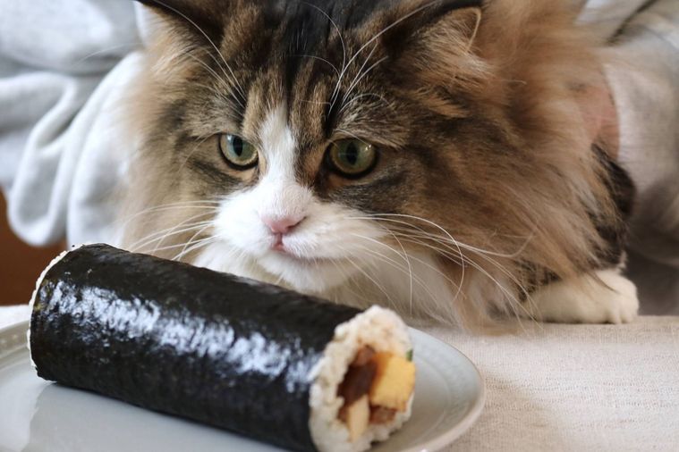 猫と恵方巻