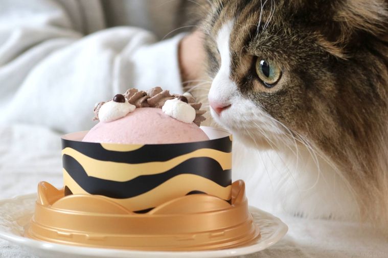 ケーキと猫