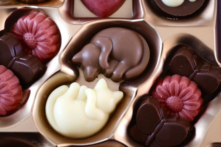 丸くなっている猫のチョコレート