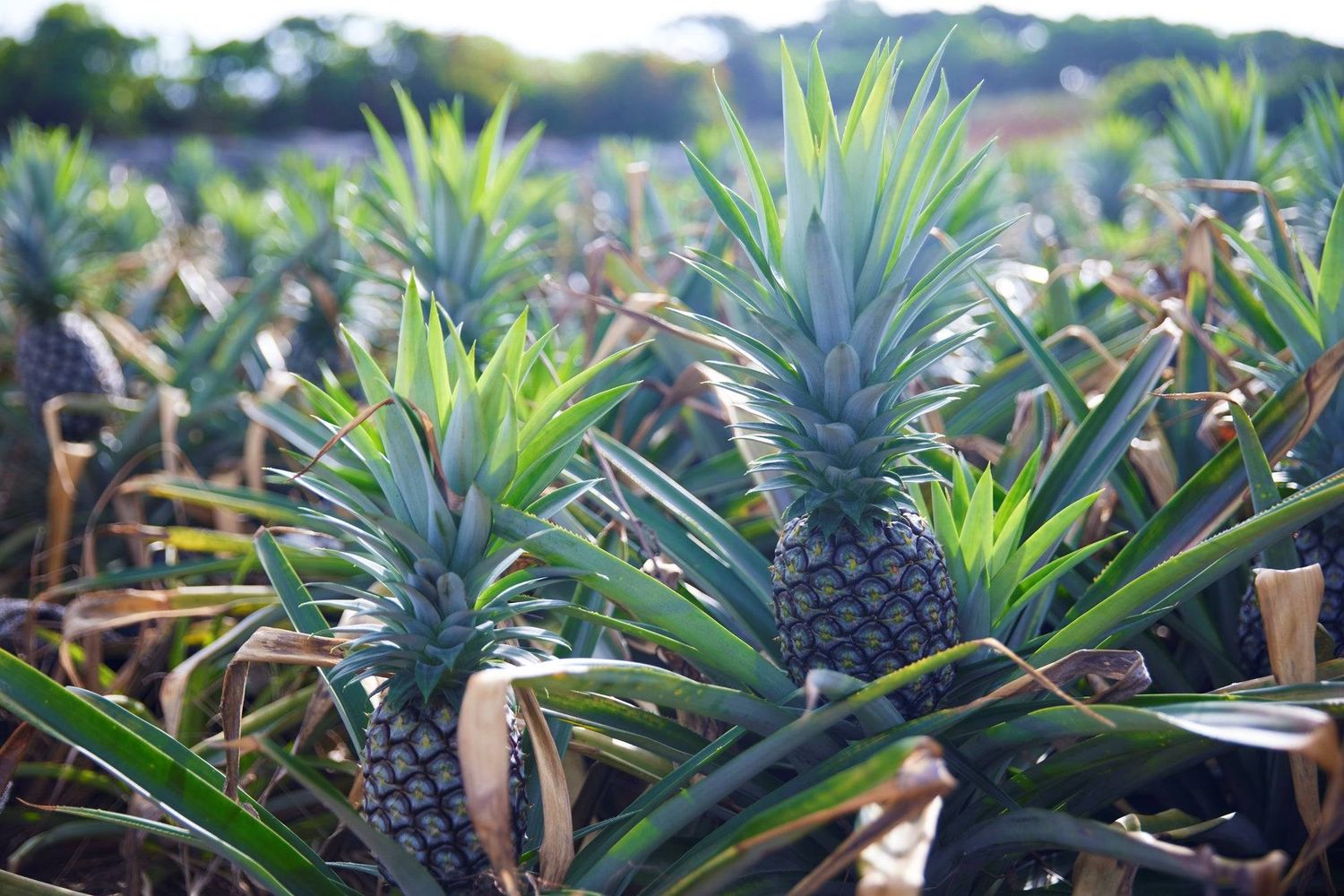 4. ピーチパイン愛を試すミッションに挑戦NEW2