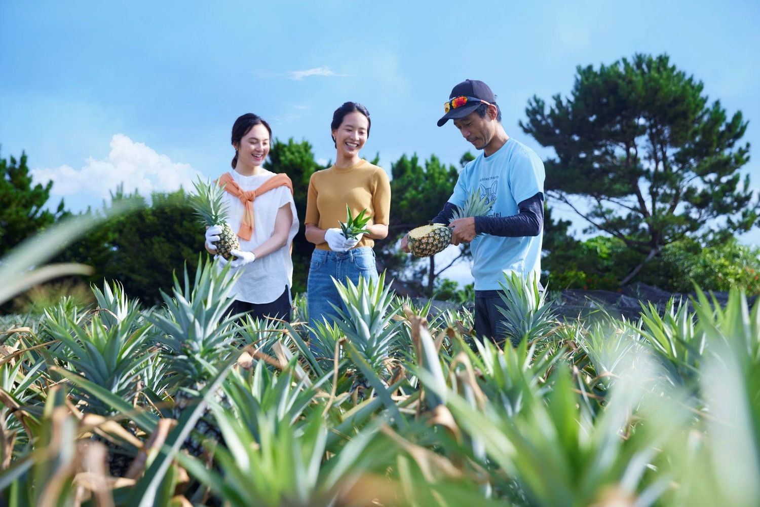 期間限定アクティビティピーチパイン収穫体験