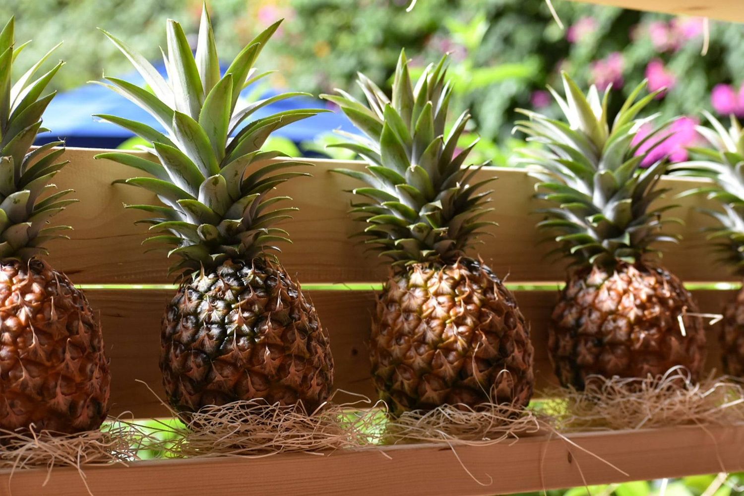 2. 農家さんが語るピーチパインSHOW2