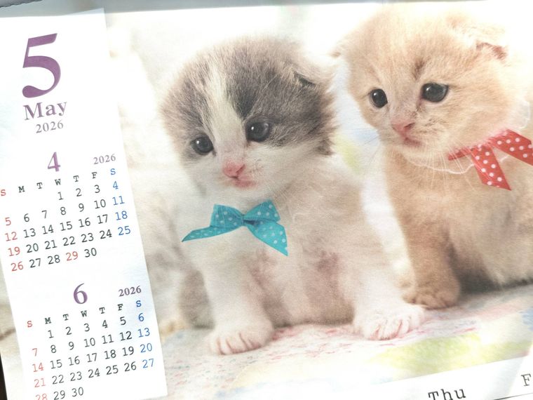 カレンダー 2026 A3 4月始まり ネコ写真の5月写真