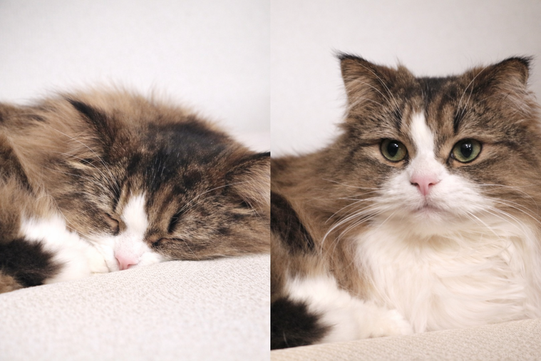 寝ている顔と起きた顔