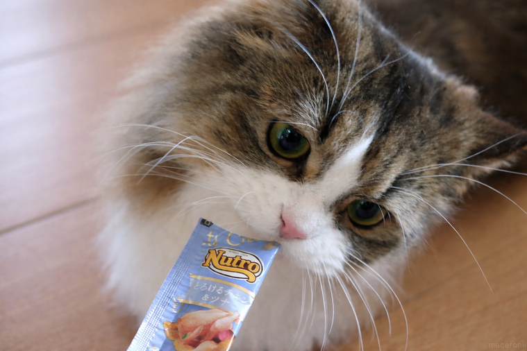 チュールを舐めている猫