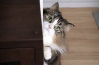 2月22日は猫の日。愛はいつも一方通行、それでもめげない猫飼いのリアルな日常ネコラム