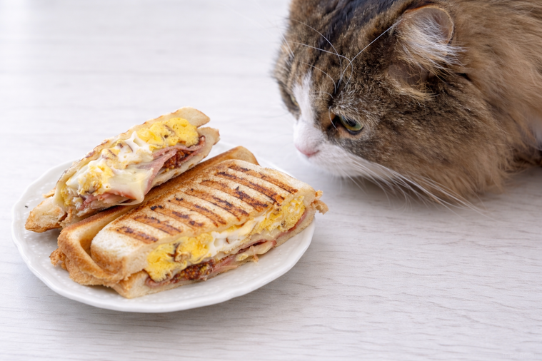 ホットサンドと猫