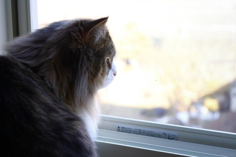窓の外を見ている猫