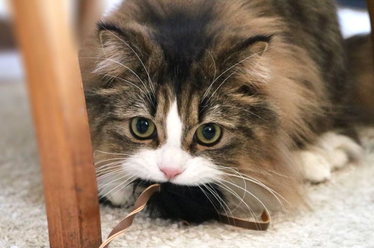 おもちゃを噛んでいる猫