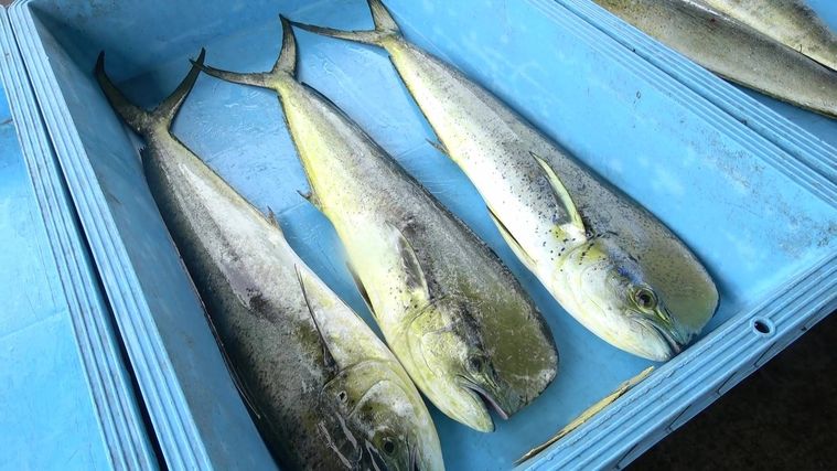 水揚げされたシイラが3匹並んでいる様子