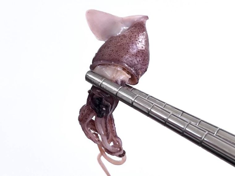 ボイルほたるいかを箸で持ち上げている様子